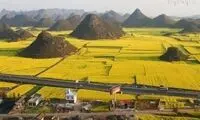 مزرعه های فوق زیبای دانه های کلزا +عکس