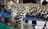 پلنگ مجروح گیلان در تهران جراحی شد