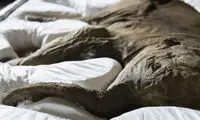 کشف یک ماموت در سیبری +عکس