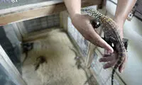 پرورش نسل اژدها! +عکس