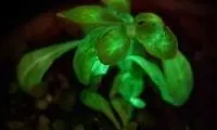 گیاه چراغ خواب! +عکس