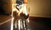 عکس: گربه ها عاشق می شوند!