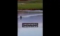 لحظه تماشایی فرود یک قو روی دریاچه