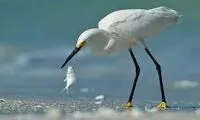 وقتی از مرغ ماهی‌خوار حرف می‌زنیم، یعنی این!