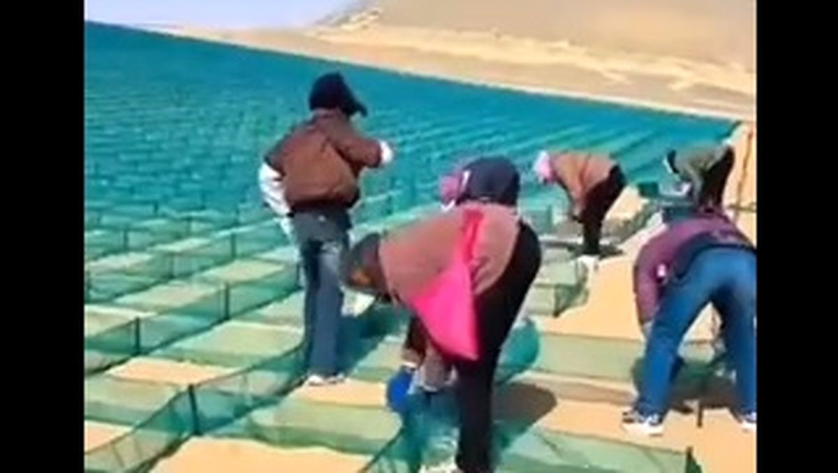   چین با این تکنیک، بیابان را به زمین سبز تبدیل کرد 