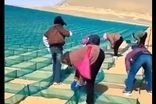 چین با این تکنیک، بیابان را به زمین سبز تبدیل کرد