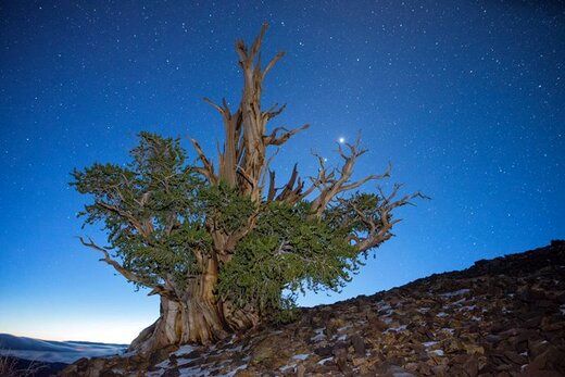 پیرترین درخت زنده‌ی دنیا کشف شد