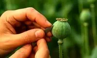 دادستانی، تکلیف کشت خشخاش را یکسره کرد
