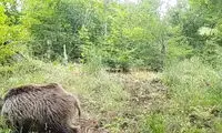 تصاویری بی‌نظیر از شیردادن یک گراز در ارتفاعات مازندران
