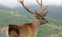 جریمه شکار مرال در مازندران چقدر آب می‌خورد؟