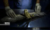 تزریق سرم و عمل جراحی روی حیوانات