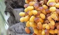 خرما در ایران، هزار برابر گران شد!
