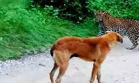 حمله سگ مادر به یک پلنگ برای نجات فرزندش