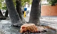 جابه‌جایی 200 اصله درخت به دو روایت جنجالی