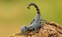 رتبه جالب عقرب گزیدگی ایران در جهان