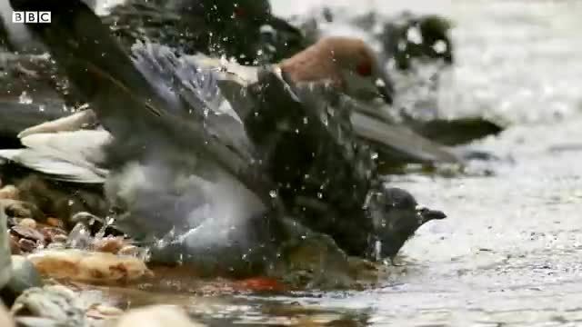 این ماهی غول‌پیکر، کبوتر‌ شکار می‌کند! 