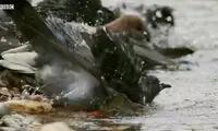 این ماهی غول‌پیکر، کبوتر‌ شکار می‌کند! 