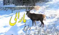 ویدئویی ناب از مارال‌های فندقلو در جنگل برفی