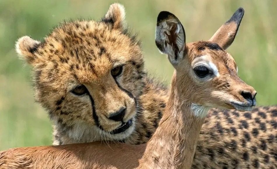  یوزپلنگ مجبور شد بچه غزال را دوباره شکار کند!