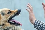 فریادهای بی‌امان زن جوان برای نجات فرزندش از حمله سگ!