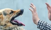 فریادهای بی‌امان زن جوان برای نجات فرزندش از حمله سگ!