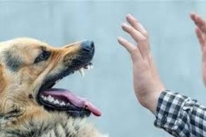 فریادهای بی‌امان زن جوان برای نجات فرزندش از حمله سگ!