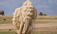 تصویری خاص از یک فیل که تاکنون ندیده‌اید