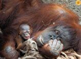 ویدئو بامزه از تولد یک اورانگوتان نادر