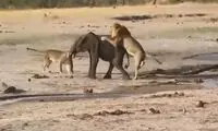 بچه فیل حواس‌پرت وارد دام مرگبار شیرها شد!