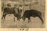 گاوبازی و شرط‌بندی در گیلان باب شد