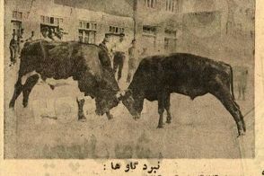 گاوبازی و شرط‌بندی در گیلان باب شد