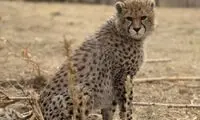 جدیدترین تصویر از پیروز در هشت ماهگی