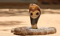 مواجهه ترسناک دو شکارچی با مار کبرای وحشی 