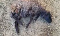 برخورد خونین یک قطار با گله گوسفند در این شهر