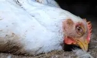 هشداری درباره ابتلا به آنفلوآنزای پرندگان