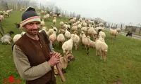 حقوق ۲۴میلیون تومانی برای یک چوپان جلب توجه کرد