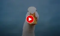 عملیات نجات مرغابی‌ها از سرما در مشهد