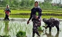 قابی از بانوی ایرانی که طی ساعات اخیر فراگیر شد 