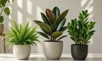 بهترین گیاهان تصفیه کننده هوا برای خانه
