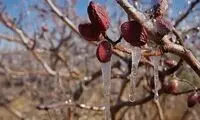 ثبت نخستین دمای زیر صفر در استان تهران