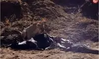  نبرد دیدنی تمساح و شیر برای تصاحب بوفالو
