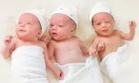 این استان در چند قلوزایی رکورد شکست 
