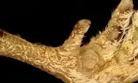 با یک تغییر ژنتیکی، می‌توان پر در آورد!
