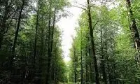 جولان خرس و پلنگ در جنگل‌های هیرکانی