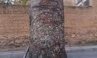 درخت آدامسی تهران کجاست؟