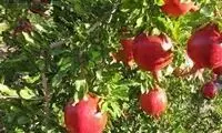 اقدام قشنگ و جالب باغدار یزدی که وایرال شد