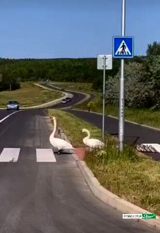 اقدام باورنکردنی یک راننده برای عبور چند اردک از خیابان