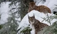 گربه‌ای که گوزن شکار می‌کند!