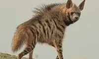 عکس کمتر دیده شده از کفتار عربی