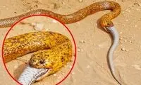 کبرای مسی یک مار دیگر را بلعید!